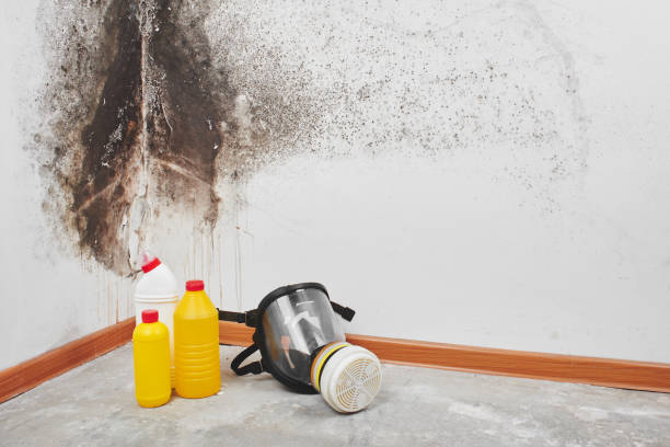 Best Local Mold Removal Service  in Newtown, PA