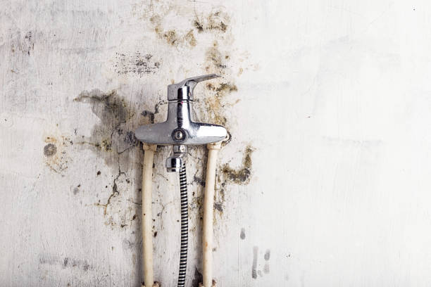 Best Certified Mold Removal  in Newtown, PA