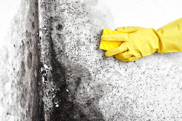 Attic Mold Removal in Newtown, PA