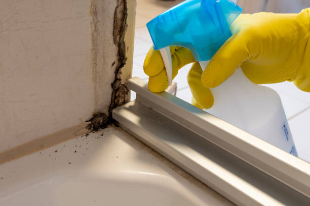 Best Affordable Mold Removal  in Newtown, PA