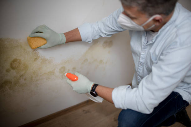 Best Black Mold Removal  in Newtown, PA