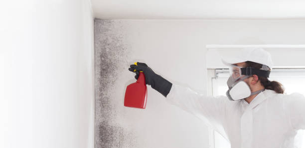 Best Attic Mold Removal  in Newtown, PA